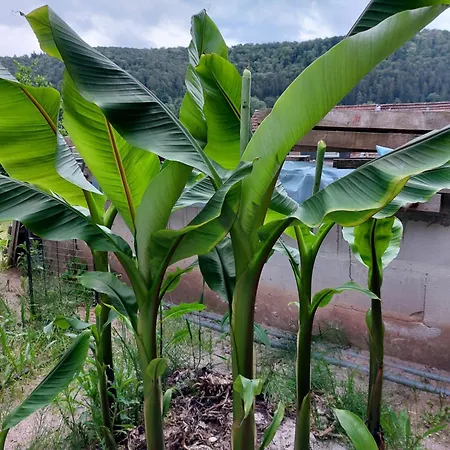 Апартаменты Unterm Rappenfels *