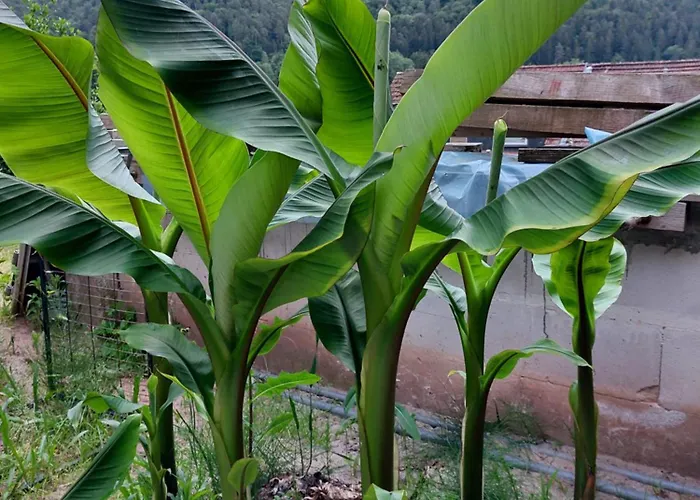 公寓 Unterm Rappenfels *